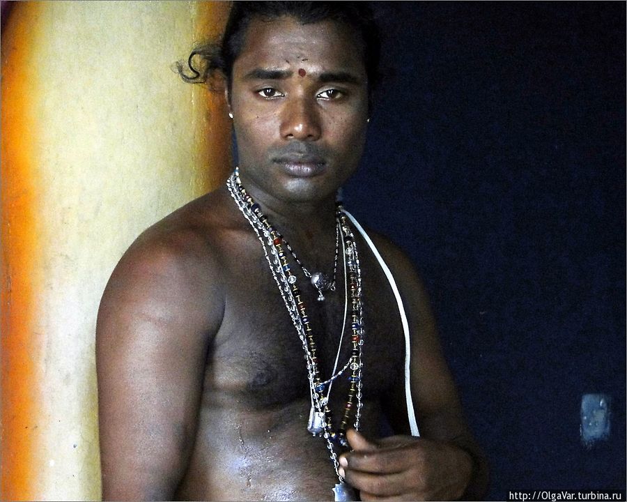 Красавец-жрец Тринкомали, Шри-Ланка