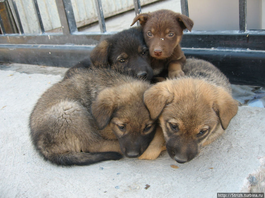 Клевые щенки в Ласпи Балаклава, Россия