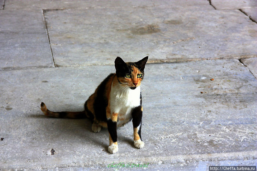 Эта кошка пережидала вместе с нами грозу во внутреннем дворе мечети Сулеймание.