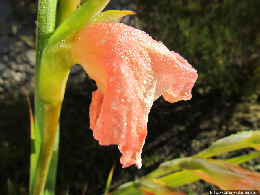 С первым заморозком нас! Харьковская область, Украина