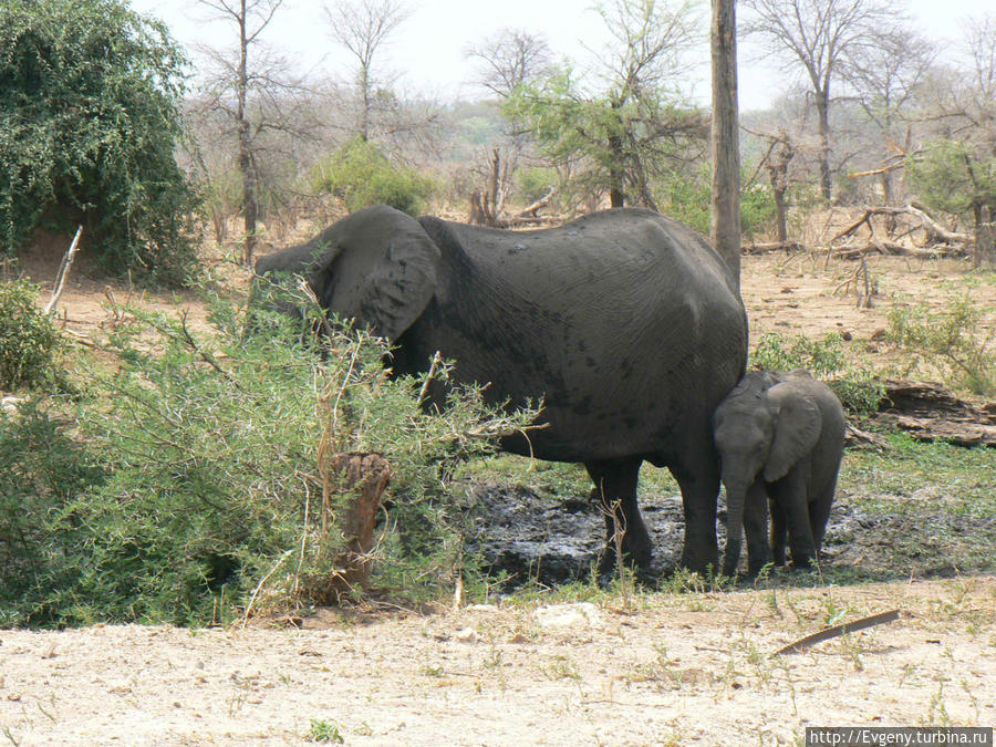 Гуляющие за городом дикие слоны Национальный парк Чобе, Ботсвана