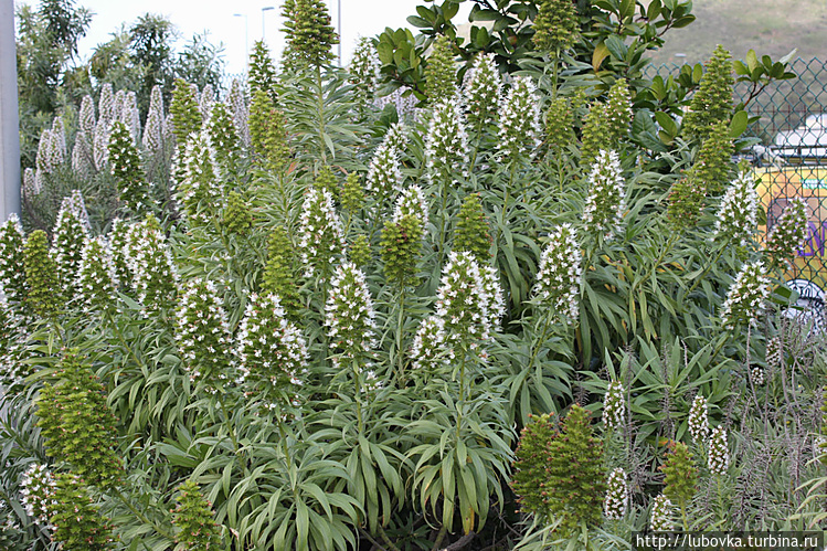 Царство:	Растения
Отдел: