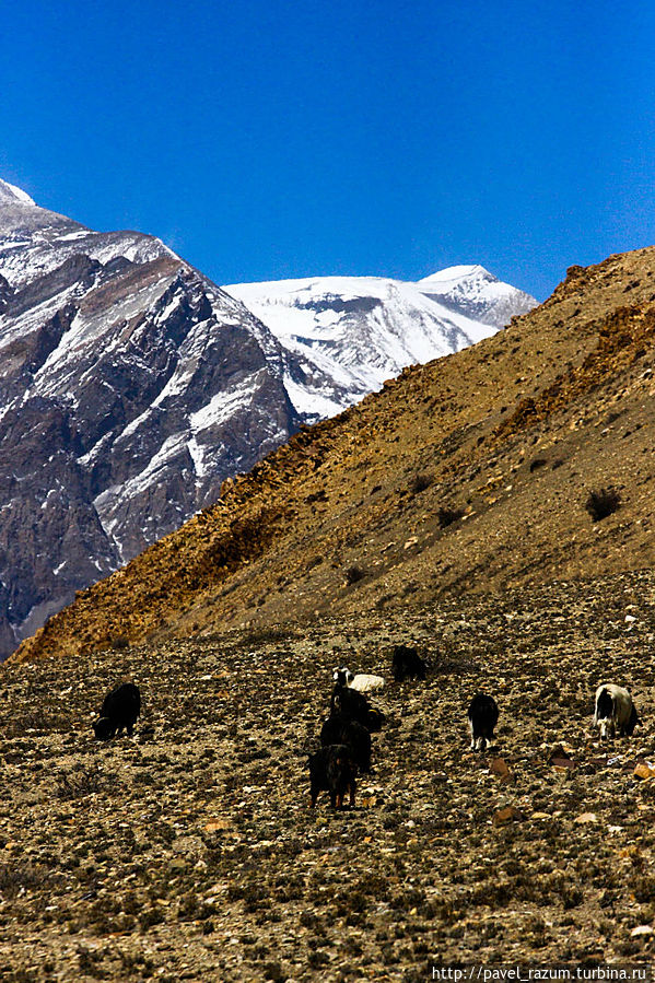 Индо-Непал (24) — Приключения в непальском Тибете Муктинатх, Непал