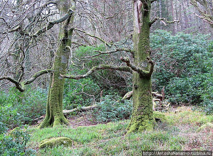 Словно два керримена, превратившиеся в деревья Графство Керри, Ирландия