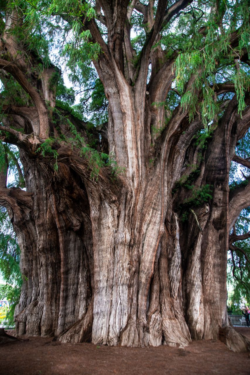 дерево Туле – El Árbol del Tule Санта-Мария-дель-Туле, Мексика