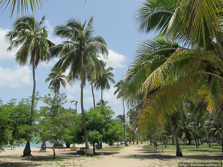 Пальмовый парк у пляжа Пуэрто-Рико