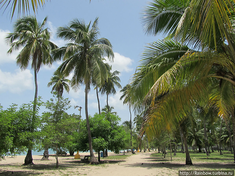 Пальмовый парк у пляжа