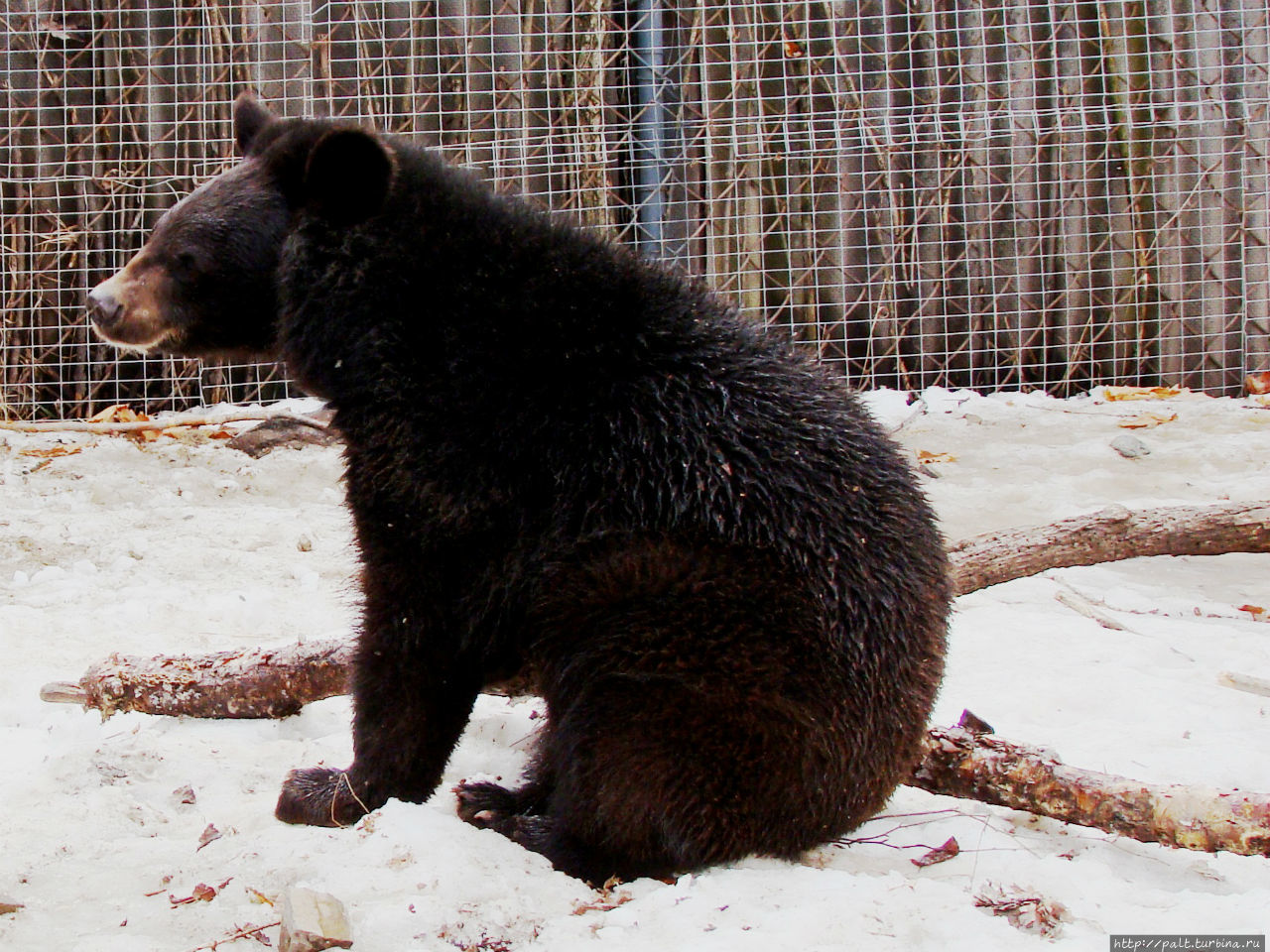Гималайский, или черный уссурийский, медведь поменьше и постройнее бурого медведя. Но все равно этот востроносенький подросток выглядит очень внушительно Шкотово, Россия