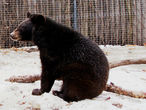 Гималайский, или черный уссурийский, медведь поменьше и постройнее бурого медведя. Но все равно этот востроносенький подросток выглядит очень внушительно