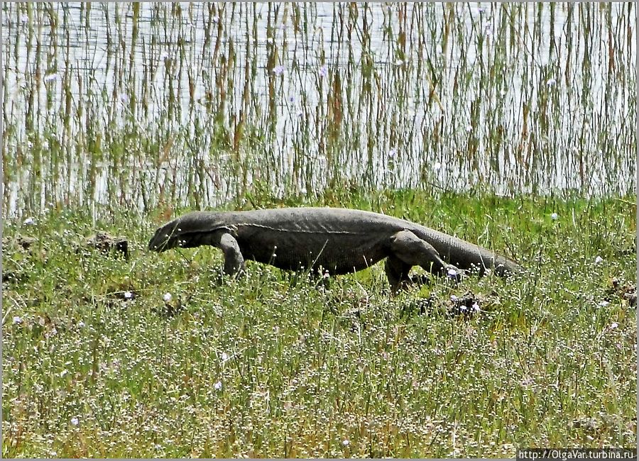Среди рептилий наиболее распространены вараны. Водятся также крокодил болотный, кобра, индийский питон, черепахи. Но  они нам не попадались... Уилпатту Национальный Парк, Шри-Ланка