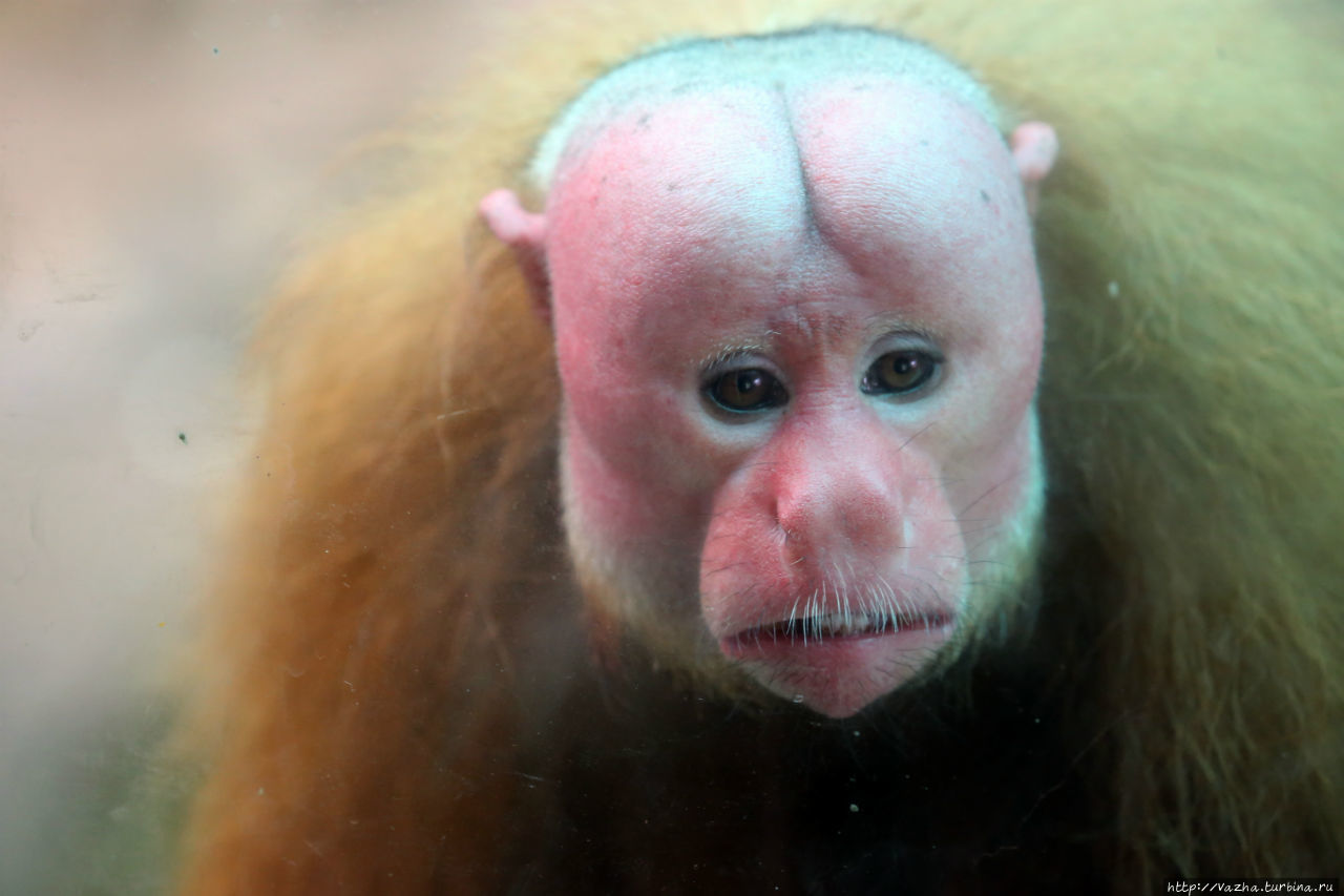 Зоопарк Лимы Лима, Перу