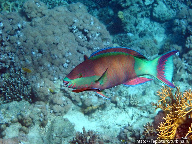 Красное море — живое чудо Шарм-Эль-Шейх, Египет