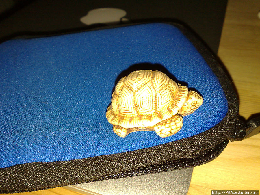 С Днём черепах!