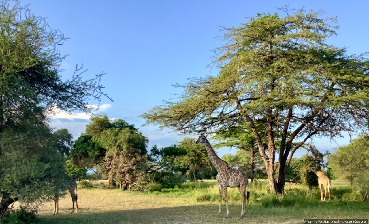 Жирафы Заказник Селус, Танзания