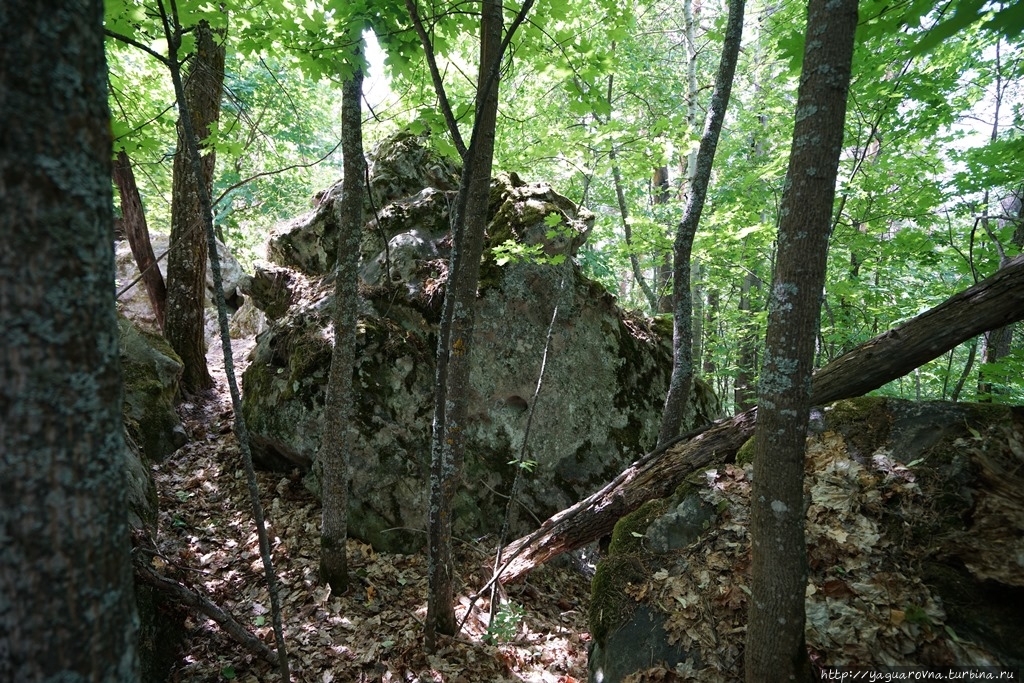 Рачейский бор Старая Рачейка, Россия