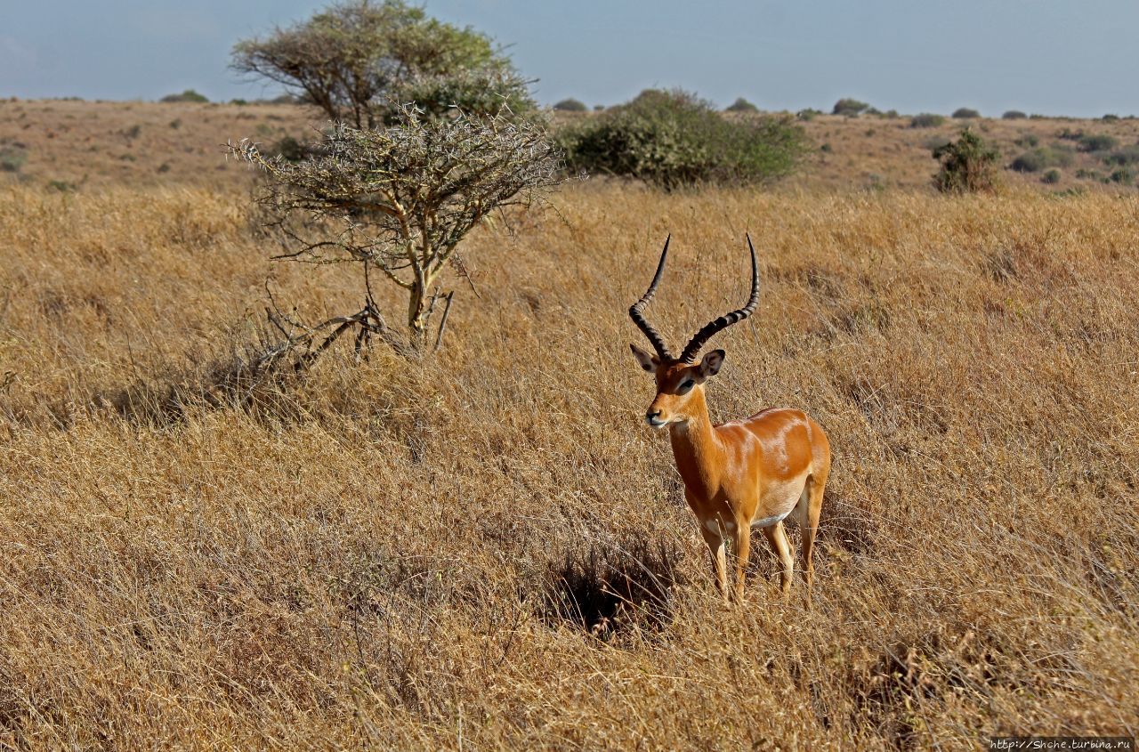Национальный парк Найроби Национальный парк Найроби, Кения