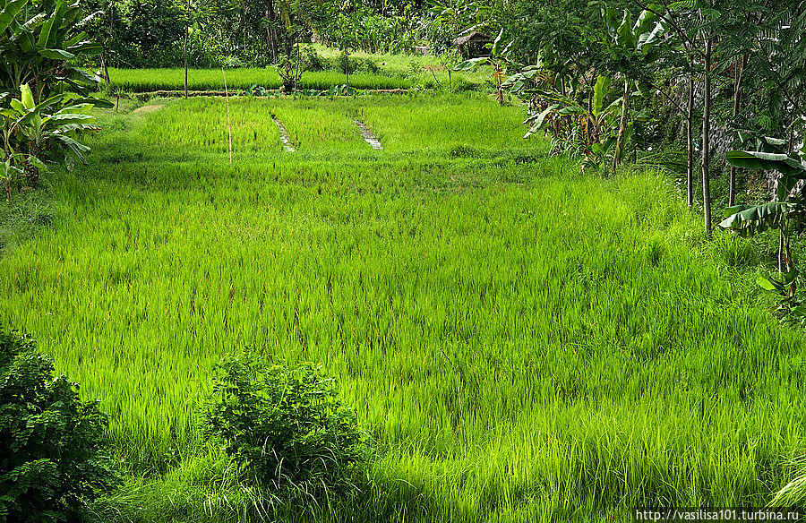 Рисовое поле Бали, Индонезия