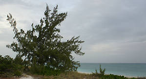 Как ни удивительно сосна