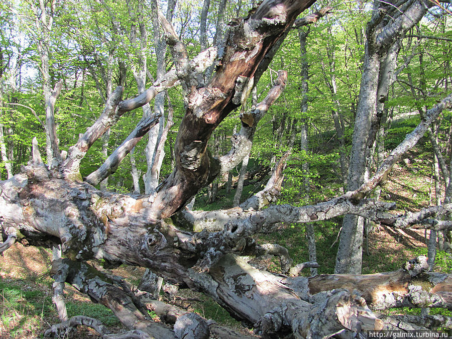 Совсем маленький в люльке, постарше уже целится в кого-то на дереве, а папа снизу дает советы. А мамашка довольна, что все при деле.