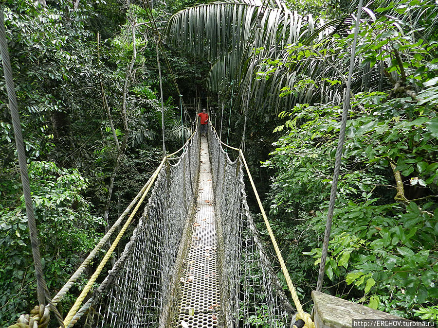 Дальние страны. Часть 8. Подвесные Мосты Ивокрамы Регион Потаро-Сипаруни, Гайана