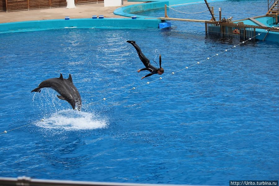 Шоу дельфинов Валенсия, Испания