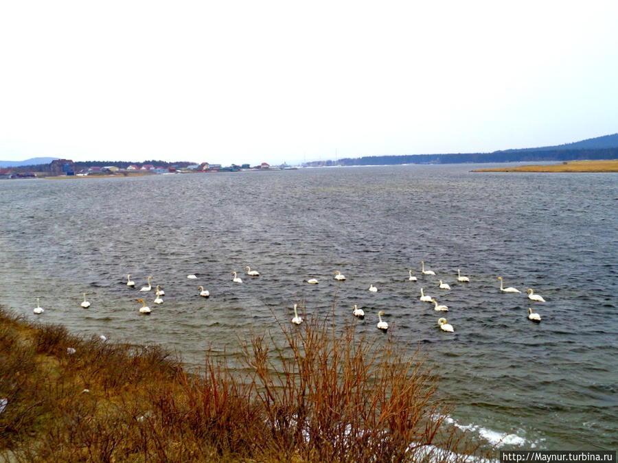 Пусть  летят  по  небу  лебеди... Южно-Сахалинск, Россия