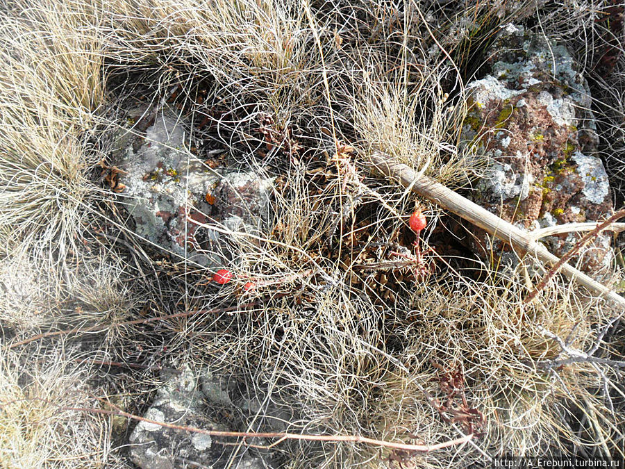 Вулкан Вайоц Сар Гергер, Армения