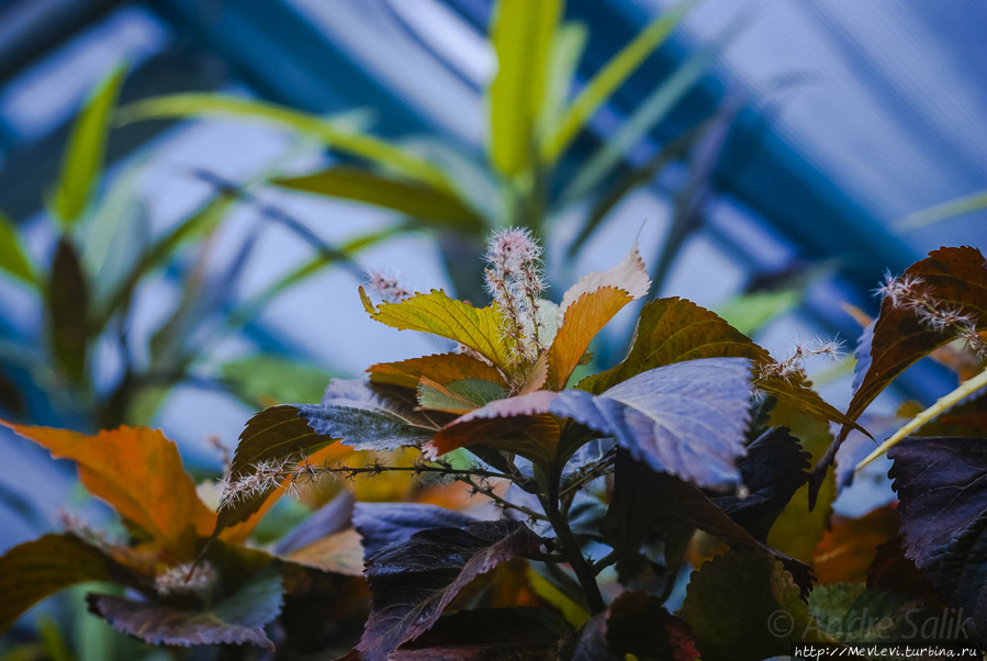 В Ботаническом саду Рига, Латвия