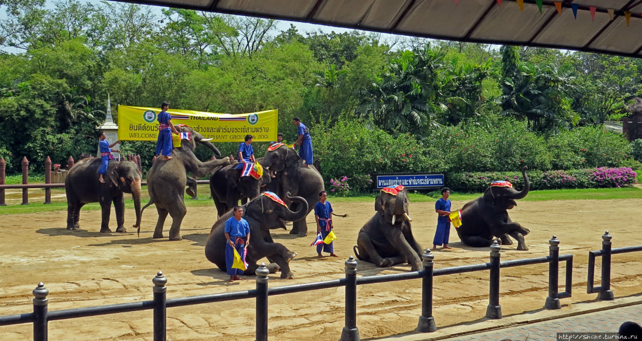 Elephant Show (Samphran Elephant Ground & Zoo)