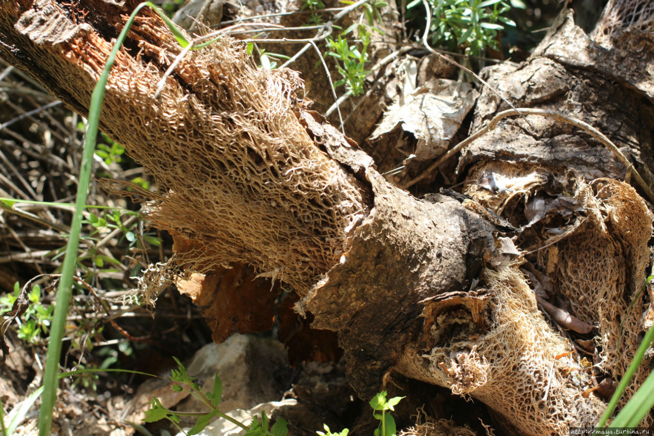 обратите внмание, как выглядит кактус изнутри Нахаль-Амуд Природный Парк, Израиль