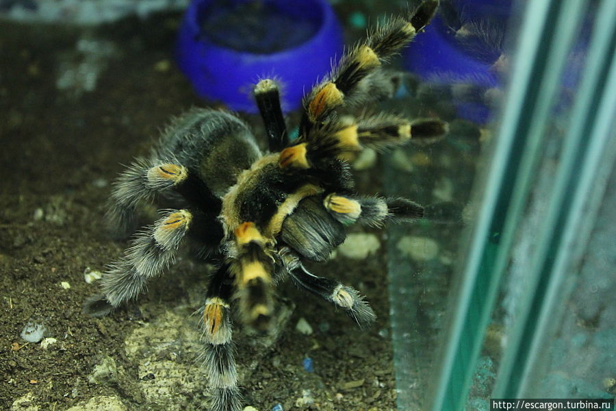 Мексиканский красноколенный паук-птицеед (Brachypelma smithi) Минск, Беларусь