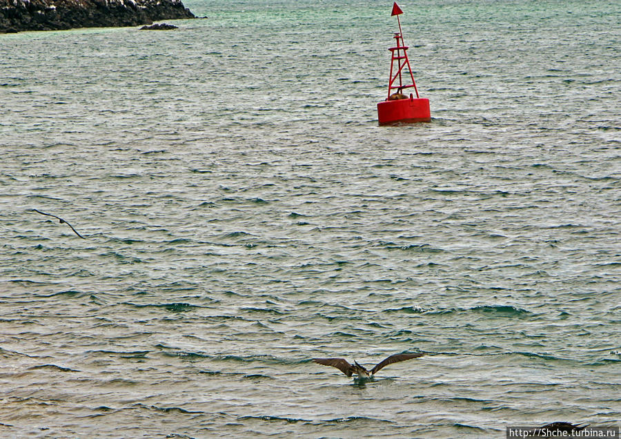 на переднем плане кормящиеся пеликаны, на буе можно увидеть морского котика Остров Бальтра, Эквадор