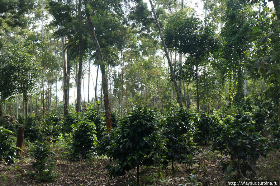 кофейные   плантации Бандунг, Индонезия
