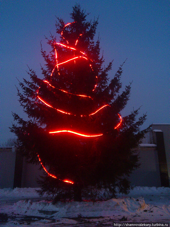 Зелёное чудо Нового Года