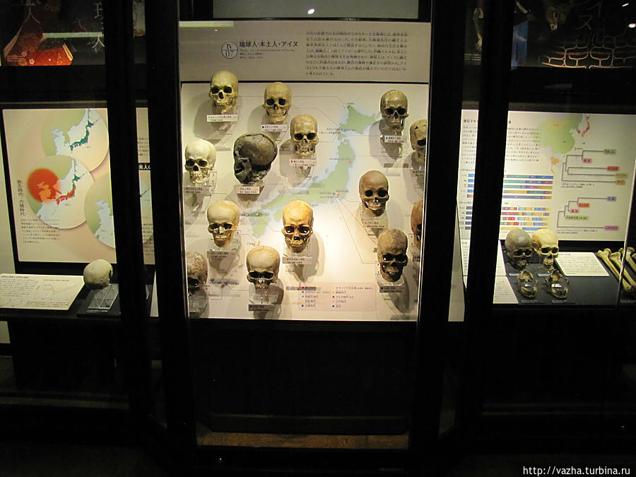 Национальный музей природы и науки. Вторая часть Токио, Япония