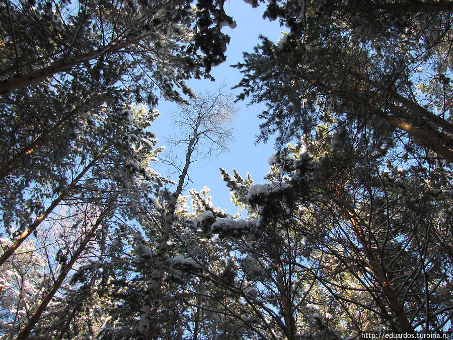 Оттепель в зимнем лесу... Красноярск, Россия