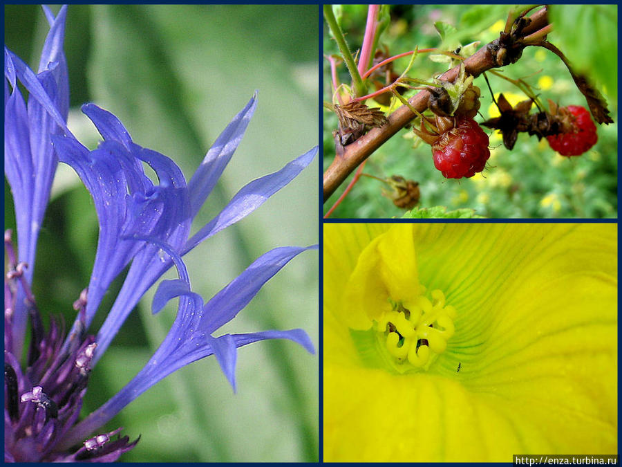 Дачная феерия