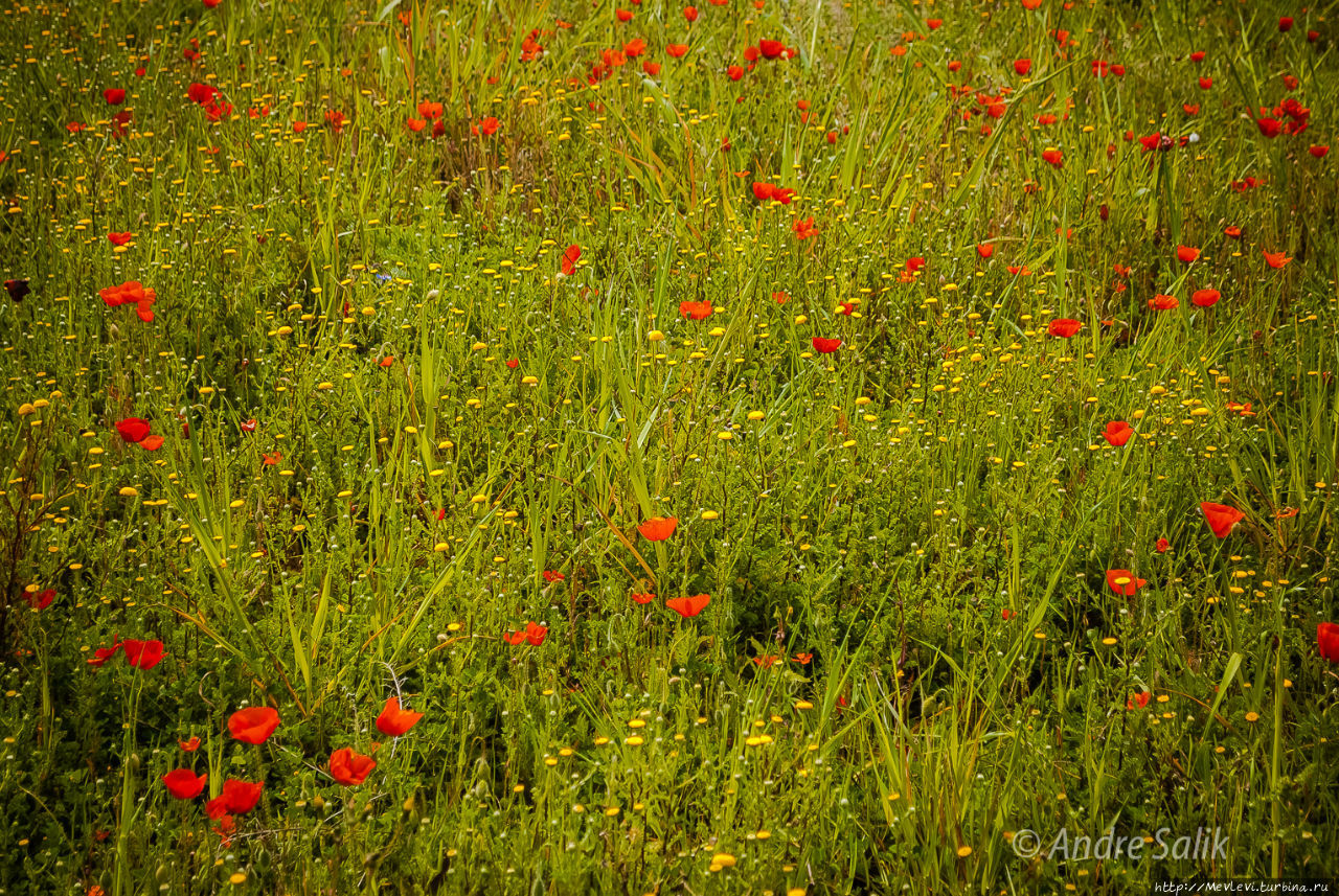 Поле маков Ситжес, Испания