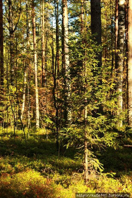 В стране берёзок, прохладного лета, селёдки и ОМС. Часть 2 Санкт-Петербург, Россия