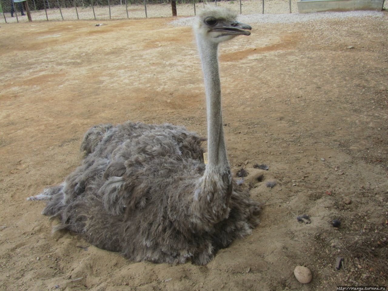 Страусиная ферма Safari Ostrich Show Farm Оудсхорн, ЮАР