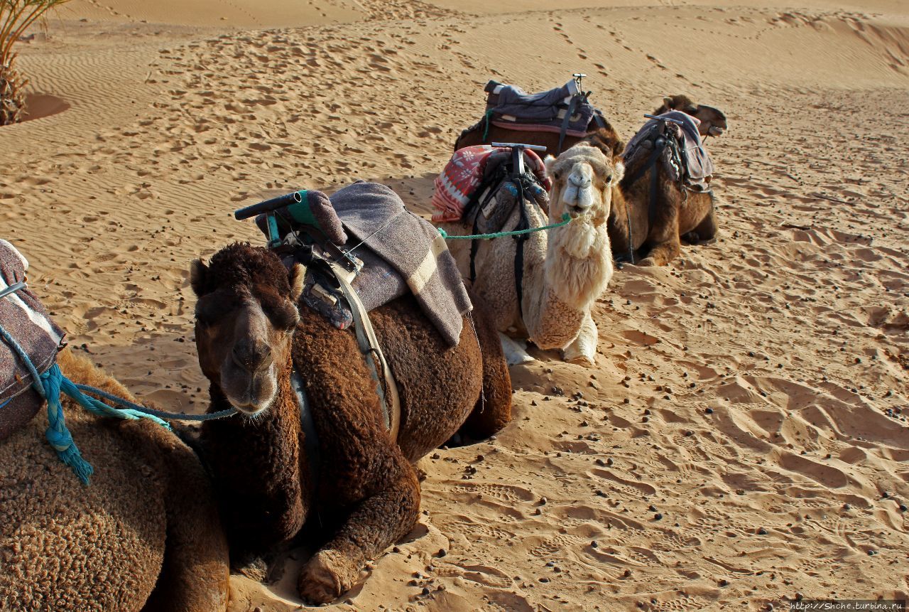 Сахара и я посередине на белом верблюде Хассилабиед, Марокко