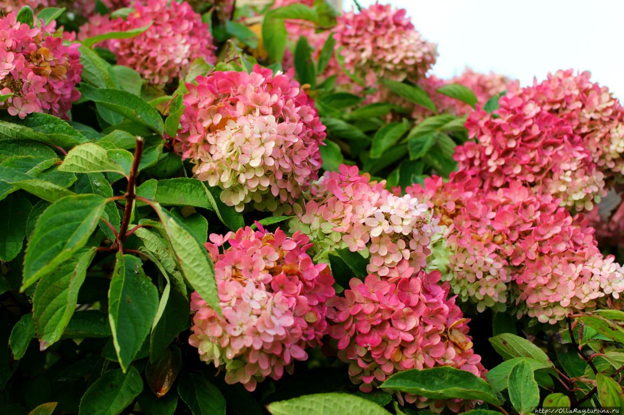 А в финале не откажу себе в удовольстви показать вам свою фафоритку — главную фрейлину королевы цветов. Это гортензия.  Наверное, всё таки сад без неё грустноват.