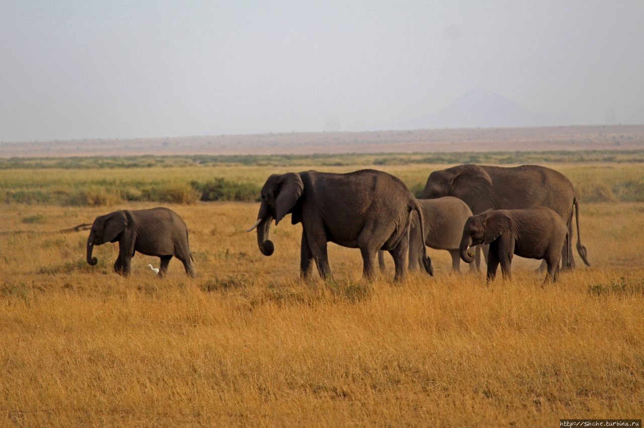 22 сентября - Всемирный день защиты слонов