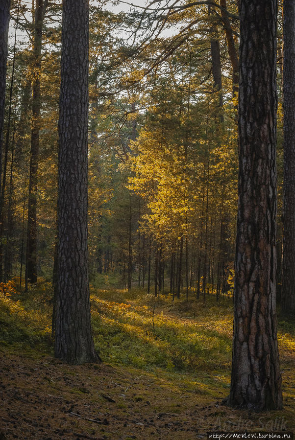 Прогулка в осеннем Лиелупе Юрмала, Латвия