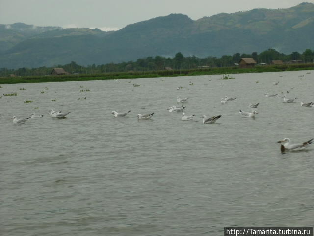 Озеро Инле и подставные падаунги Озеро Инле, Мьянма