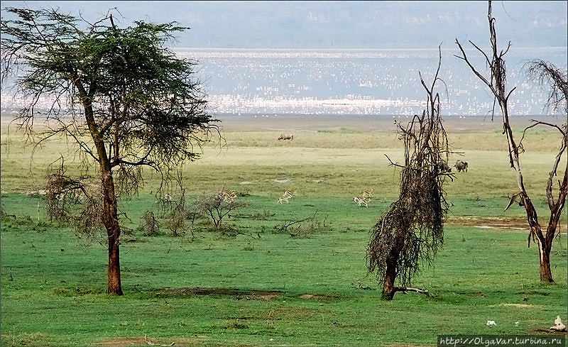 Вдали — озеро Накуру Озеро Накуру Национальный Парк, Кения