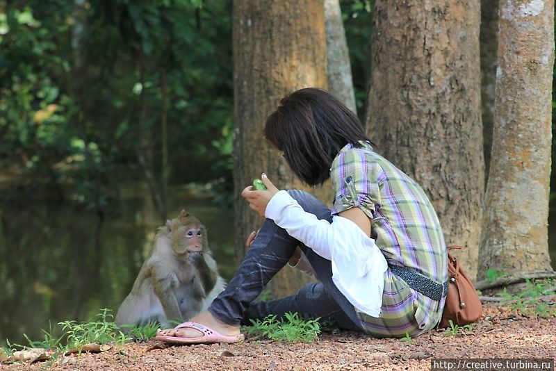 А эта китайская девочка мирно кормила больших дружелюбных обезьян и радовалась жизни Ангкор (столица государства кхмеров), Камбоджа