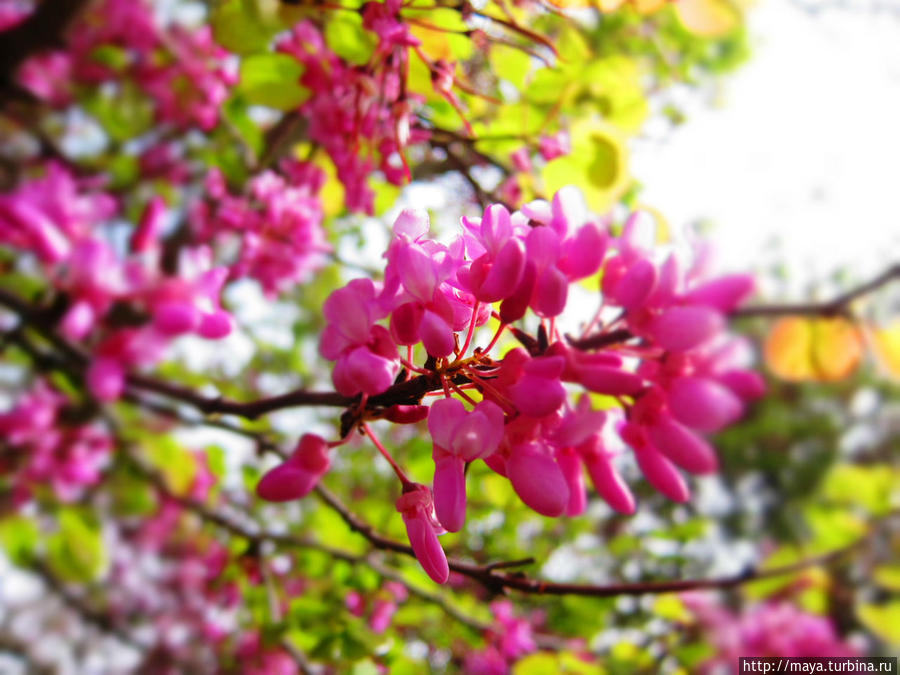 Немного о погоде Израиль