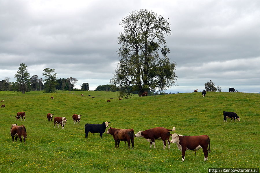 деревенская пастораль