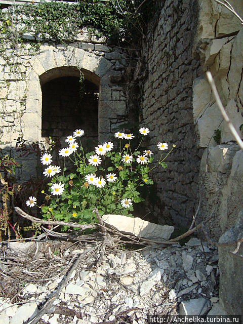 Куст ромашки на древней стене. Абхазия